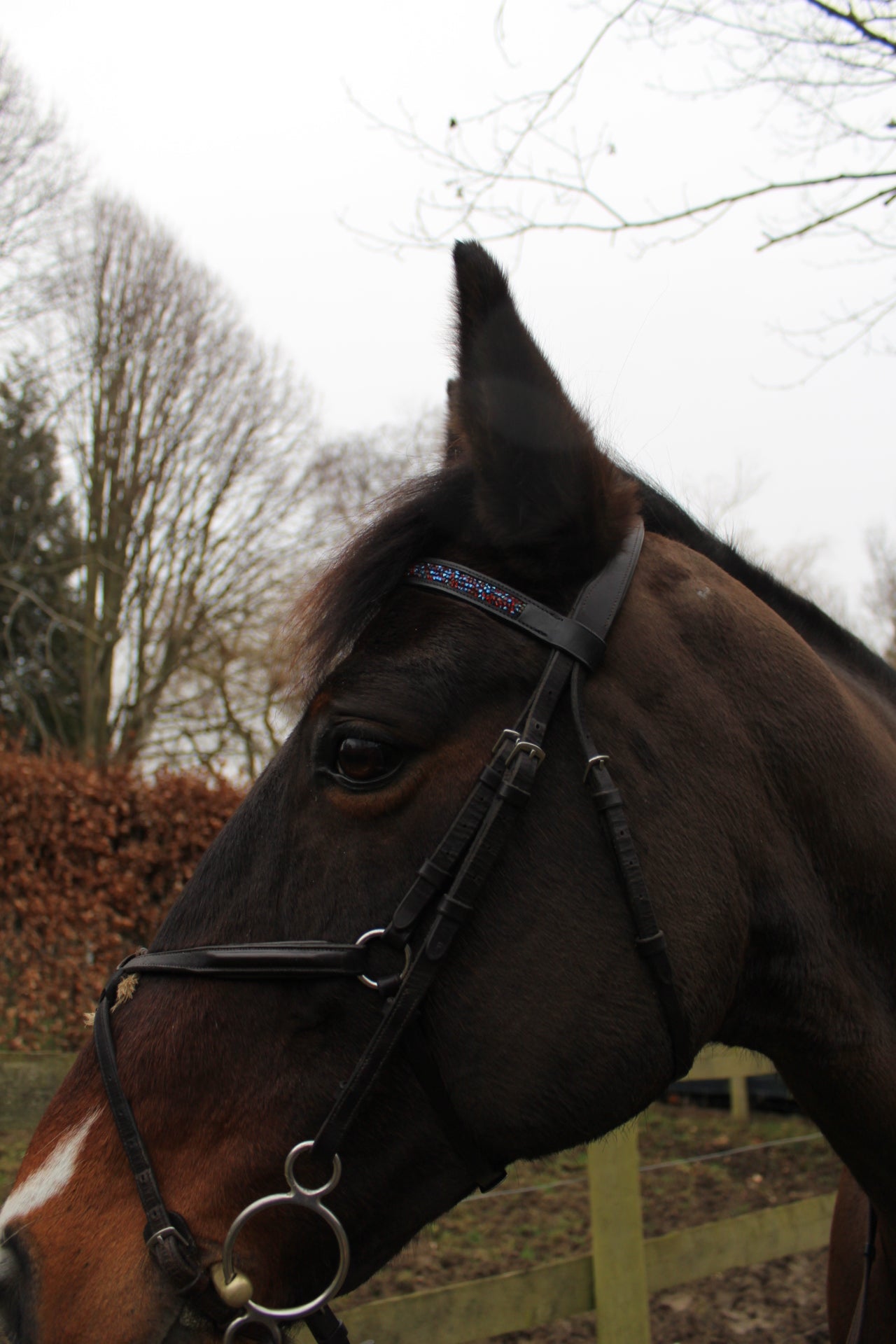 Jewel browbands