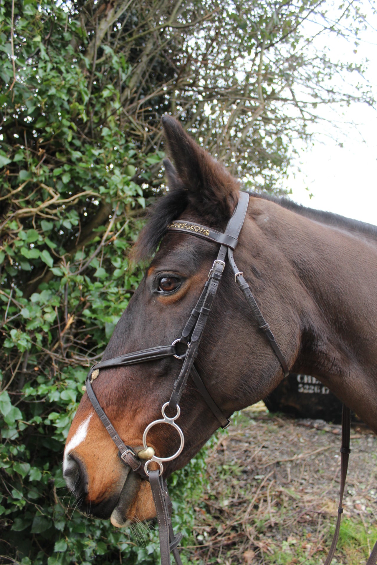 Jewel browbands