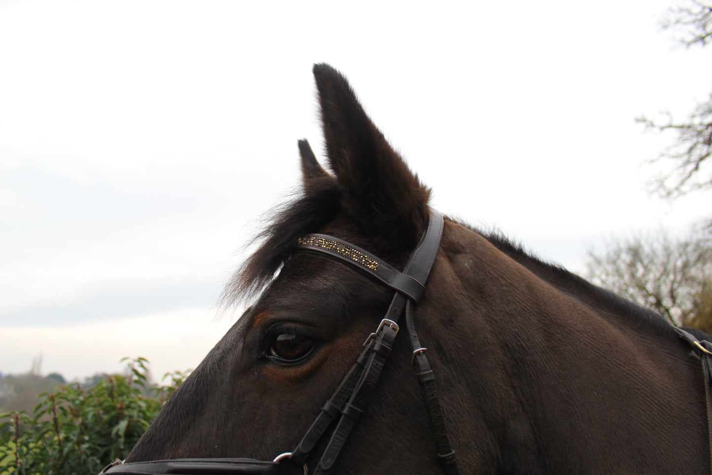 Jewel browbands