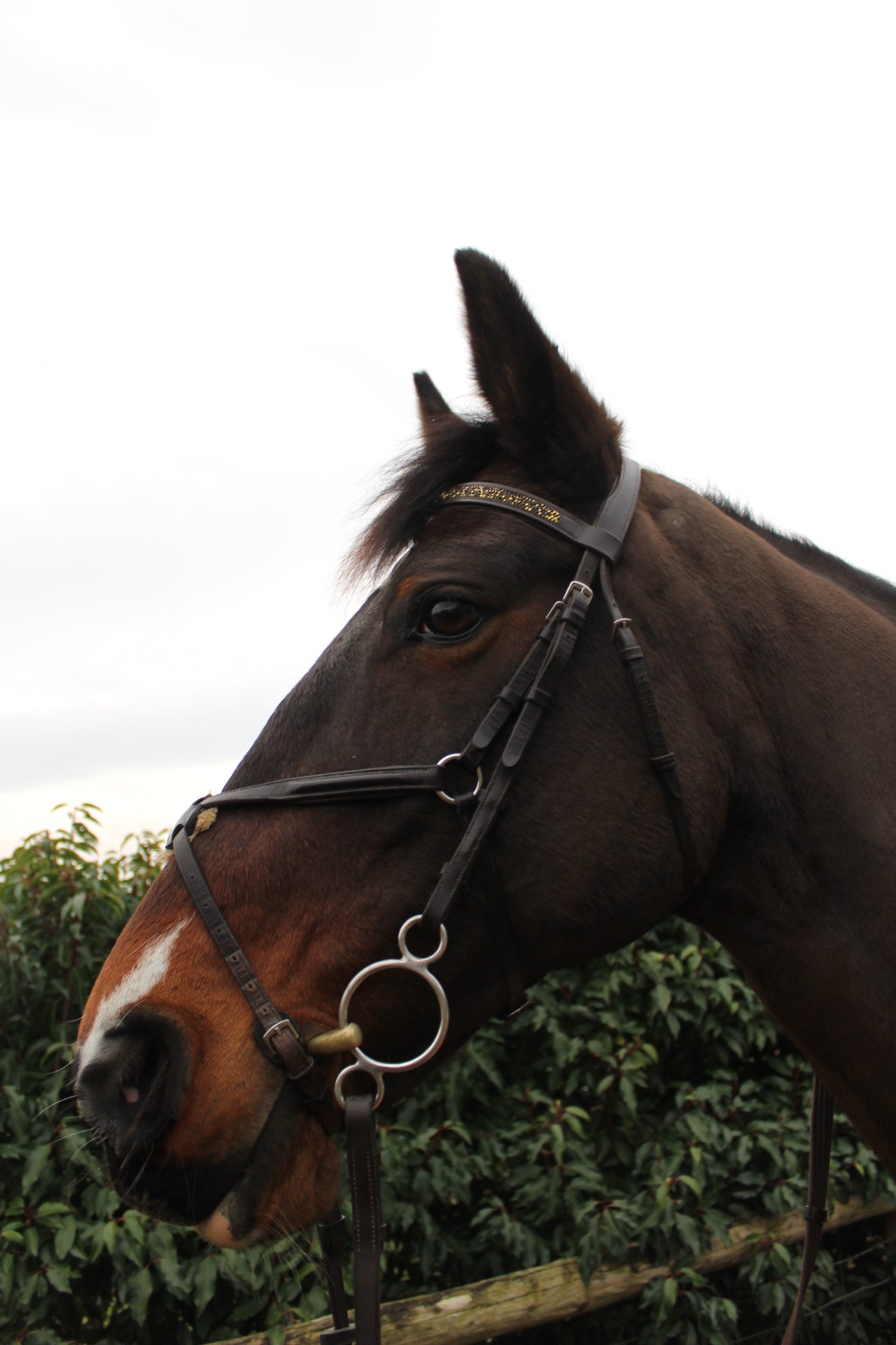 Jewel browbands