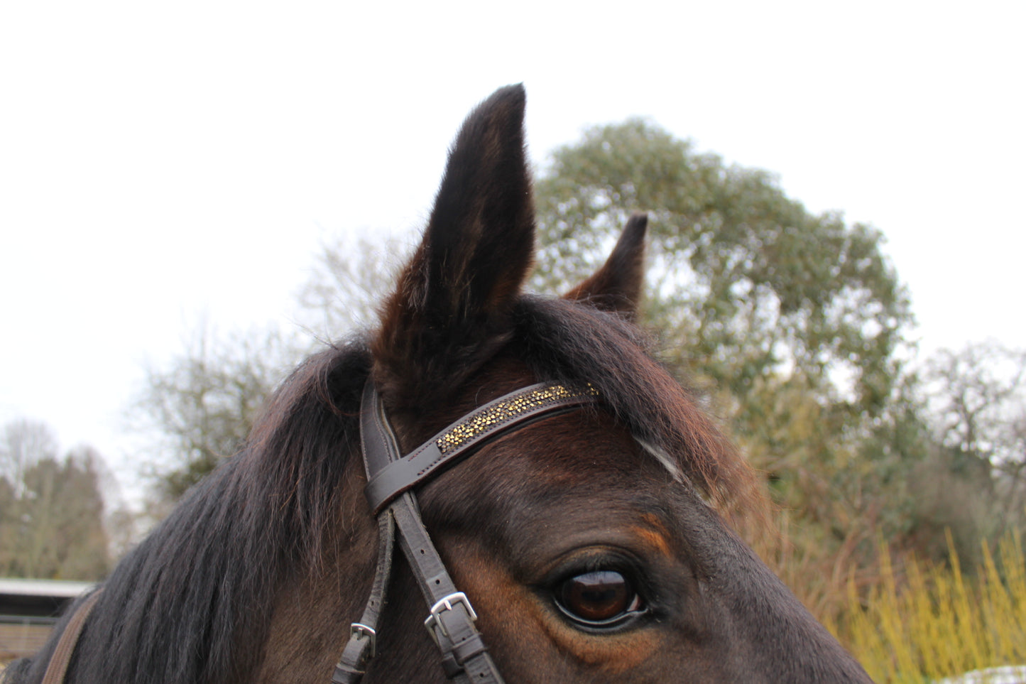 Jewel browbands