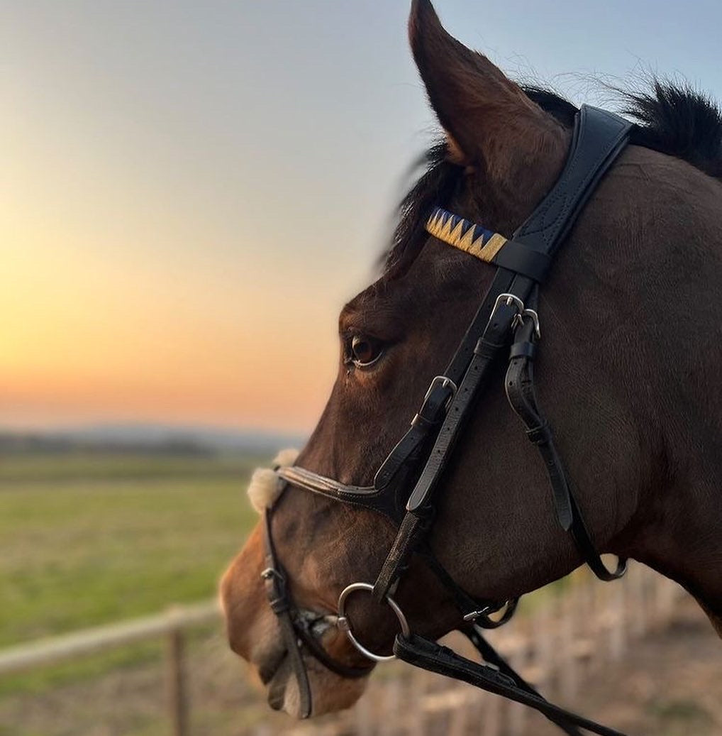 a navy and gold bespoke browband on a bay welsh section d mare