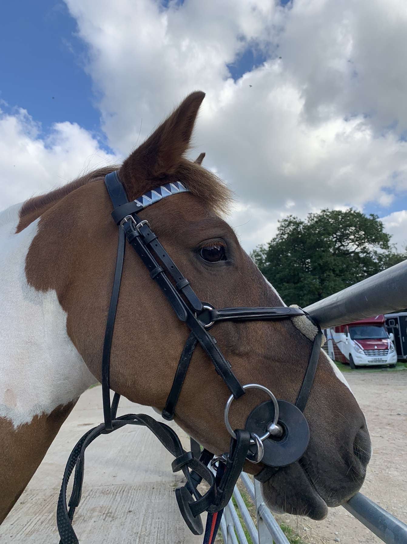 a skewbald pony wearing a light blue, navy and silver bespoke browband