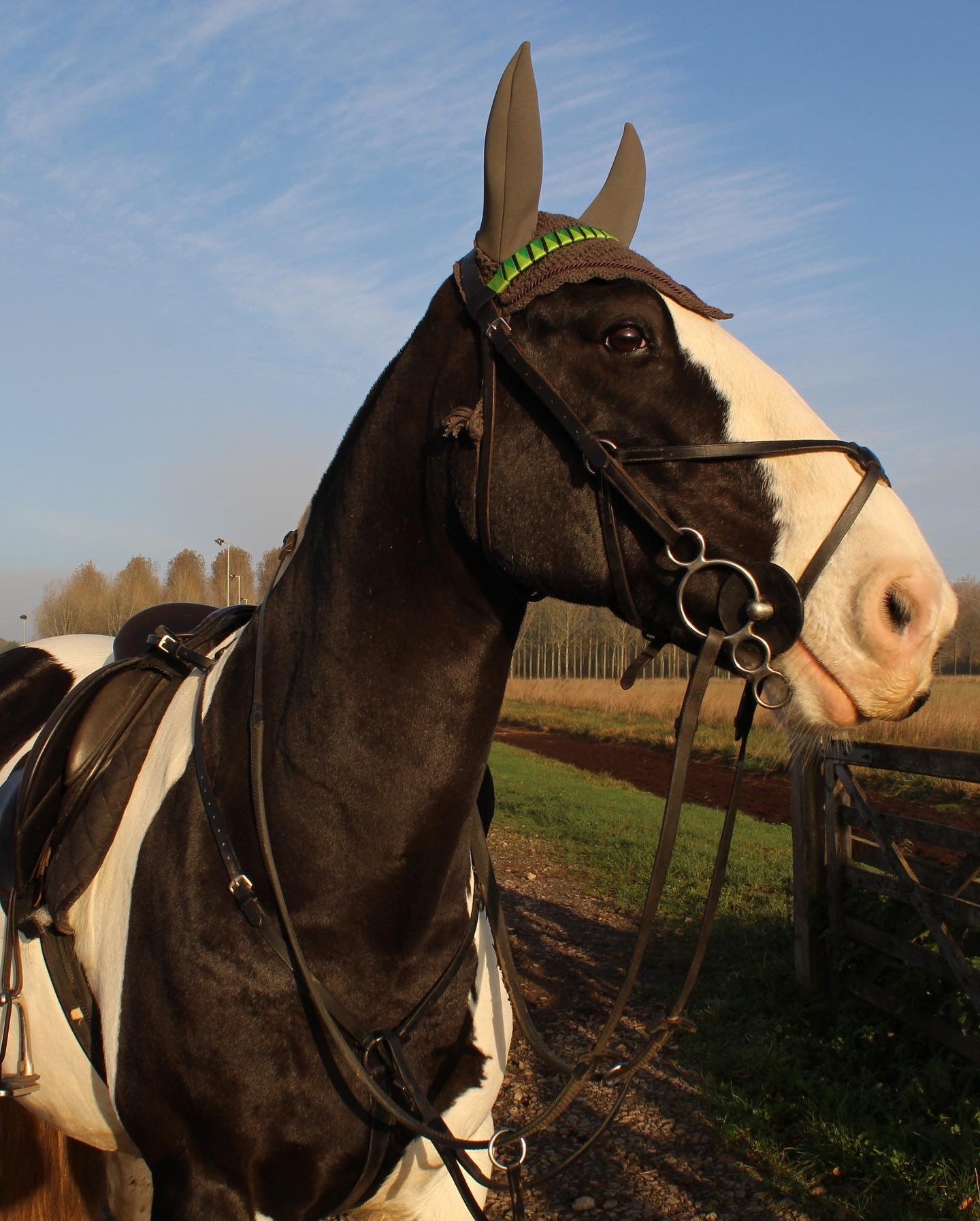 a piebald Irish cob gelding wearing a grey soundproof ear bonnet with a green bespoke browband