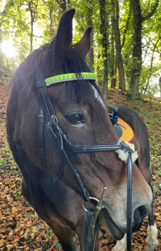 a bay horse wearing a bespoke yellow high viz browband