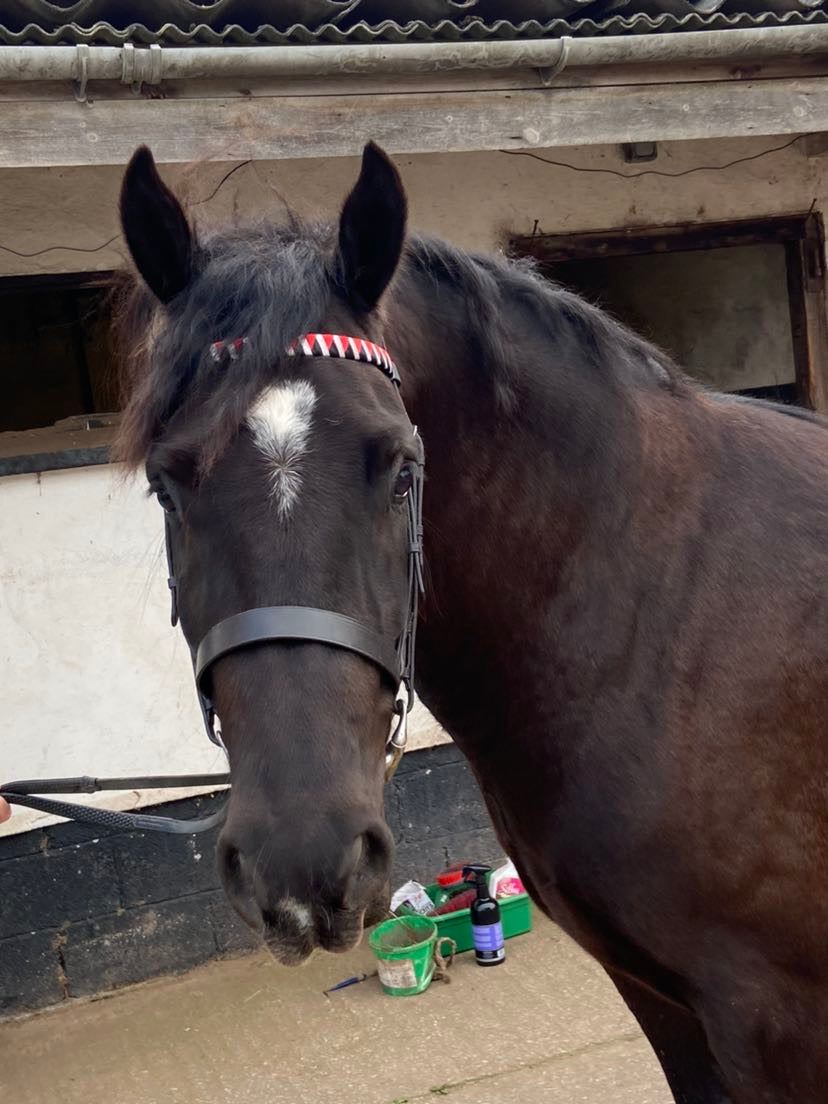a black horse wearing a red, black and silver bespoke browband