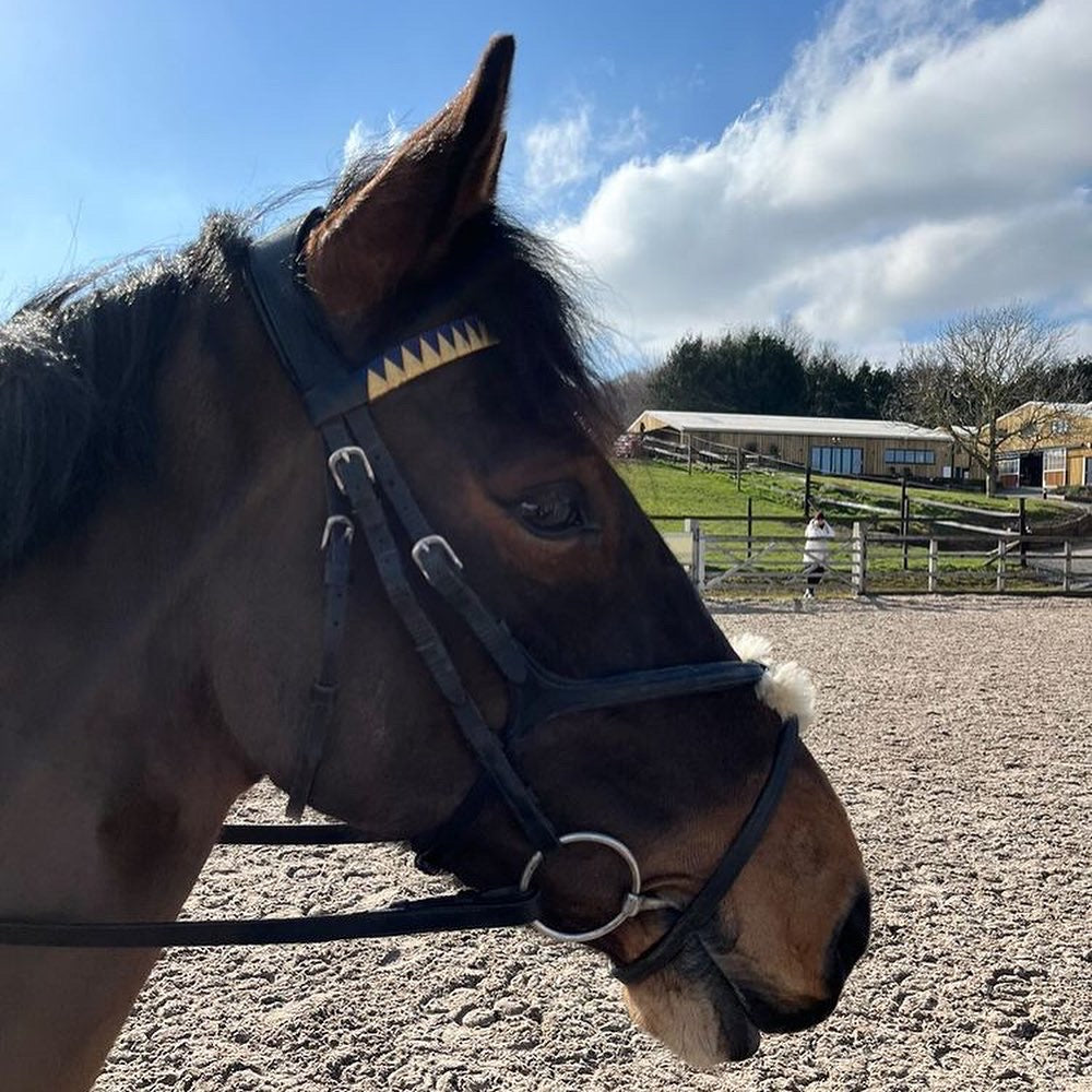 gold and navy bespoke browband on bay welsh horse