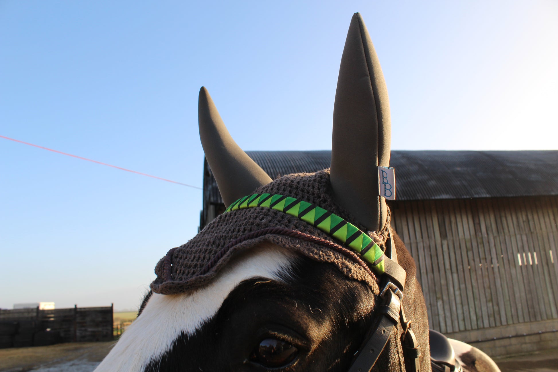 a cob wearing a bespoke green three-coloured browband and a grey soundproof ear bonnet