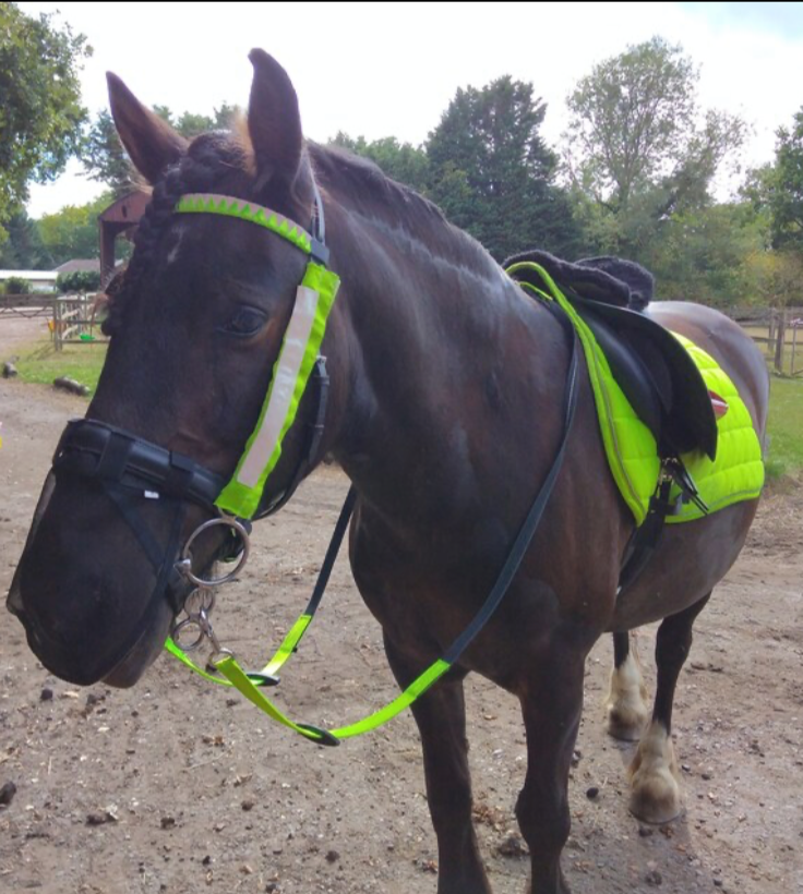 a bay horse wearing a high viz saddle pad, high viz reins, high viz bespoke browband and high viz cheek piece covers