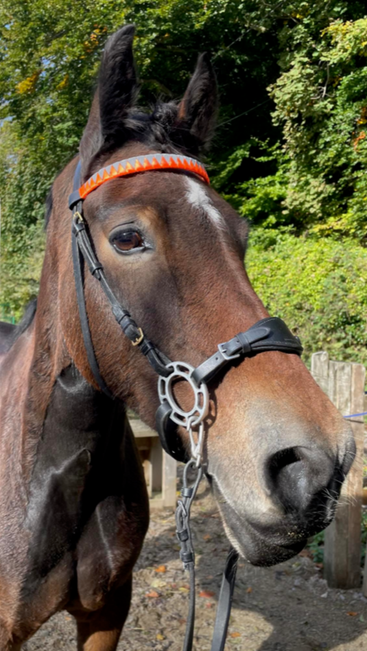 a bay horse wearing a bespoke orange high viz browband